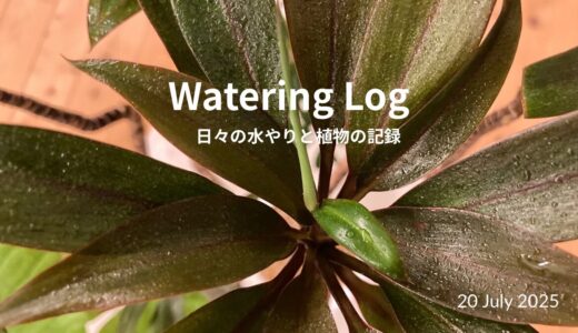 葉にふれる朝｜Morning Mist & Green Time｜ 20 July 2025