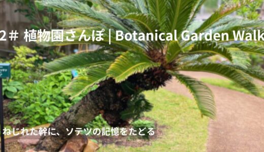＃2 植物園さんぽ｜ねじれた幹に、ソテツの記憶をたどる｜23 July 2025