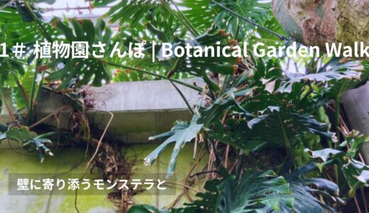 ＃1 植物園さんぽ｜壁に寄り添うモンステラと｜22 July 2025