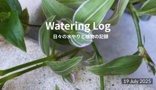 くもりの朝、みどりと静かに｜Quiet Morning with Green｜19 July 2025