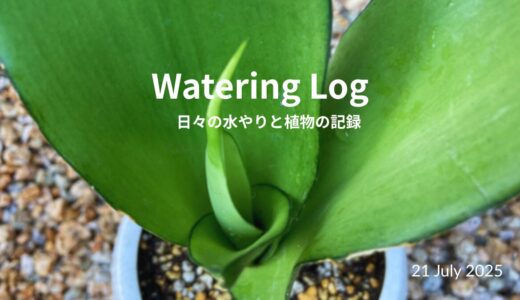 照りつける朝、汗と水と植物と｜Bright Morning, Still Watering｜20 July 2025
