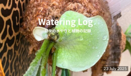 出勤前のひとしずく｜A Drop Before Work｜24 July 2025