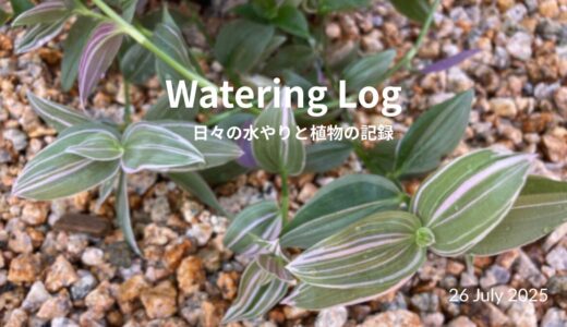 小さな手と水の音｜Morning with My Little Gardener｜27 July 2025