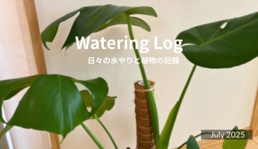危機一髪！モンステラ・デリシオーサ｜Monstera deliciosa｜31 July 2025