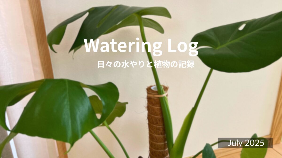 危機一髪！モンステラ・デリシオーサ｜Monstera deliciosa｜31 July
