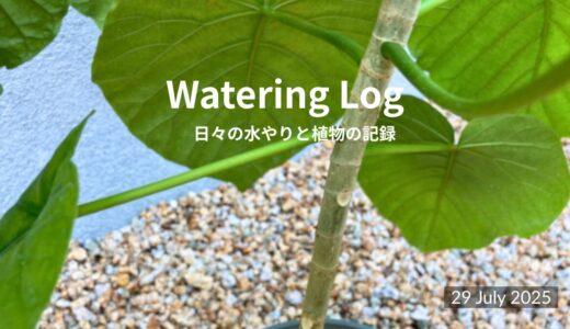 気根、出るの？ウンベラータの謎｜Aerial Root Mystery – Ficus Umbellata｜29 July 2025