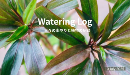 今日も暑い。でも水やりは変わらない。