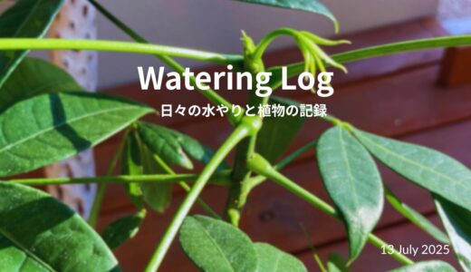 今日の主役は、新芽たち。｜Plenty of life quietly growing.　　　　　　　　　　　　　　　　　　　　　
