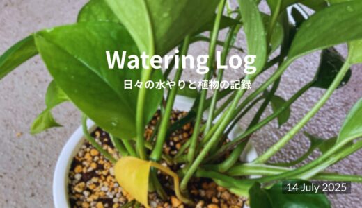 雨が降っても、風が吹いても。今日も水やり。｜July 14, 2025