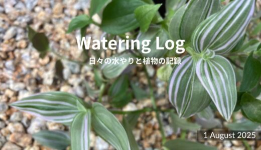 ほのかに色づく葉先と、朝のしずく｜Blushing Leaf Tips and Morning Droplets｜1 August 2025