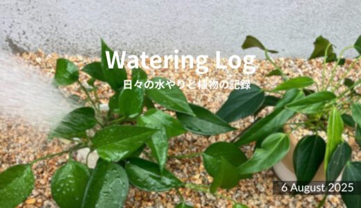 2日ぶりのひととき｜Watering After a Busy Break｜6 August 2025