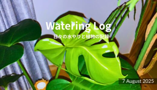 静かな雨にまぎれて｜Watering in the Quiet Rain｜7 August 2025