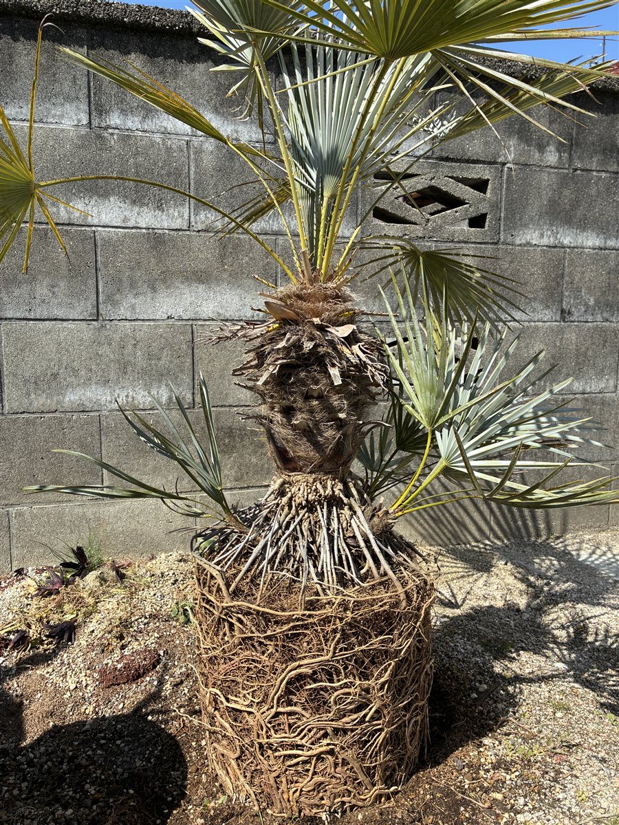 根詰まりのチャメロップス スミリス セリフェラの根っこ