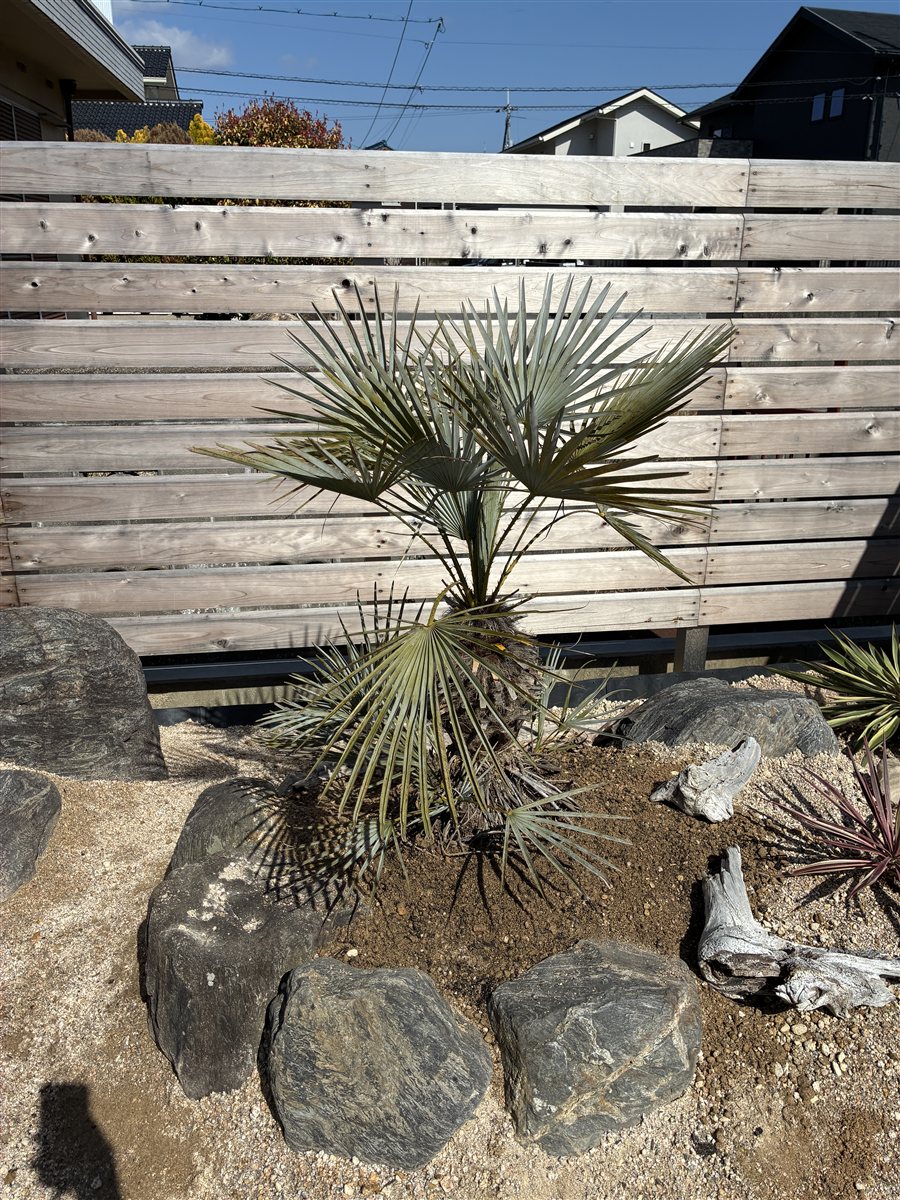 植え付け直後のチャメロップス スミリス セリフェラ