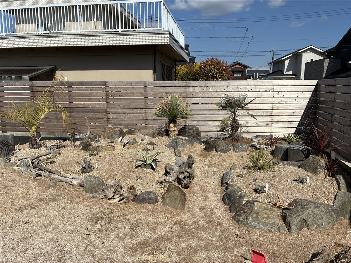 ドライガーデンに植え付けたチャメロップス スミリス セリフェラ全景