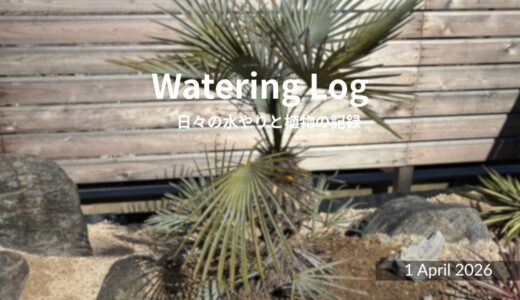 【地植えチャレンジ】チャメロップス スミリス セリフェラをついに鉢から解放！