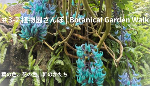 ＃3-2 植物園さんぽ｜葉の色、花の色、幹のかたち｜1 May 2026