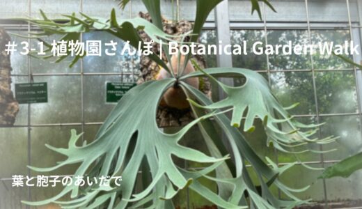 ＃3-1 植物園さんぽ｜葉と胞子のあいだで｜1 May 2026