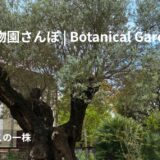 ＃3-4 植物園さんぽ｜あの一株、この一株 アイキャッチ画像