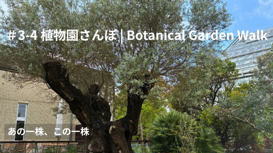 ＃3-4 植物園さんぽ｜あの一株、この一株 アイキャッチ画像
