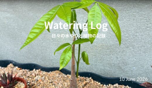 裸の幹から、ふたつの芽｜Two Shoots from a Bare Trunk｜10 June 2026