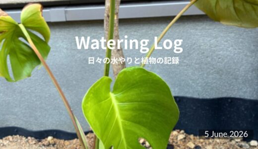 軒下のモンステラ、夏支度｜Monstera Under the Eaves｜5 June 2026